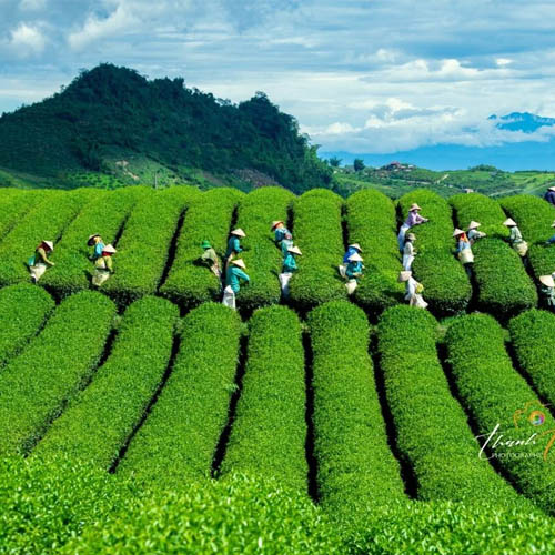 Xe ghép Thái Nguyên